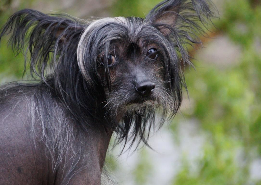 #20. Chinese Crested